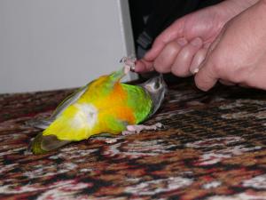 blog-6998-1225629674_thumb.jpg