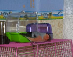 blog-7313-1229757872_thumb.jpg