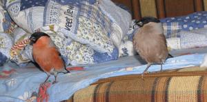 blog-7313-1233295099_thumb.jpg