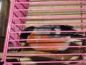 blog-7313-1235197198_thumb.jpg