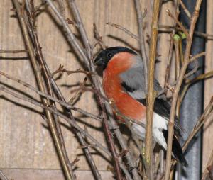 blog-7313-1235197352_thumb.jpg