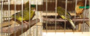 blog-7313-1251618609_thumb.jpg