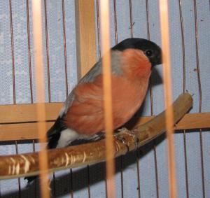blog-7313-1252089819_thumb.jpg