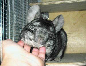 blog-7313-1256313211_thumb.jpg