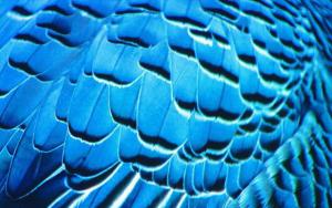 blog-8162-1258710621_thumb.jpg