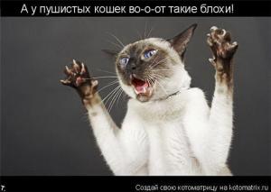 blog-8162-1259244365_thumb.jpg