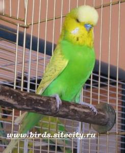 blog-8844-1239987861_thumb.jpg