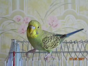 blog-9197-1201440331_thumb.jpg
