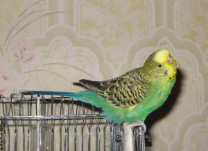 blog-9197-1201459054_thumb.jpg