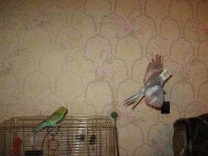 blog-9197-1201459205_thumb.jpg