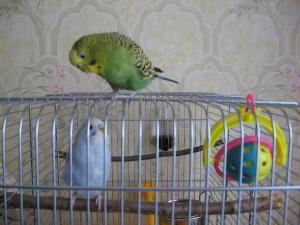 blog-9197-1202131388_thumb.jpg