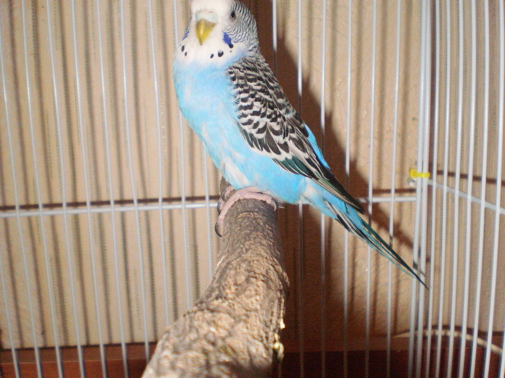 PC142611.thumb.JPG.ba5a668d39b914c0fb99c4ee91cb7c8b.JPG