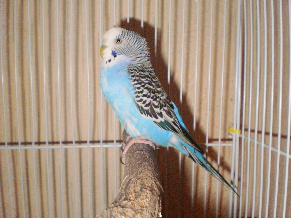 PC142612.thumb.JPG.8153ea2b4a445c7020fa63aa5abaace0.JPG