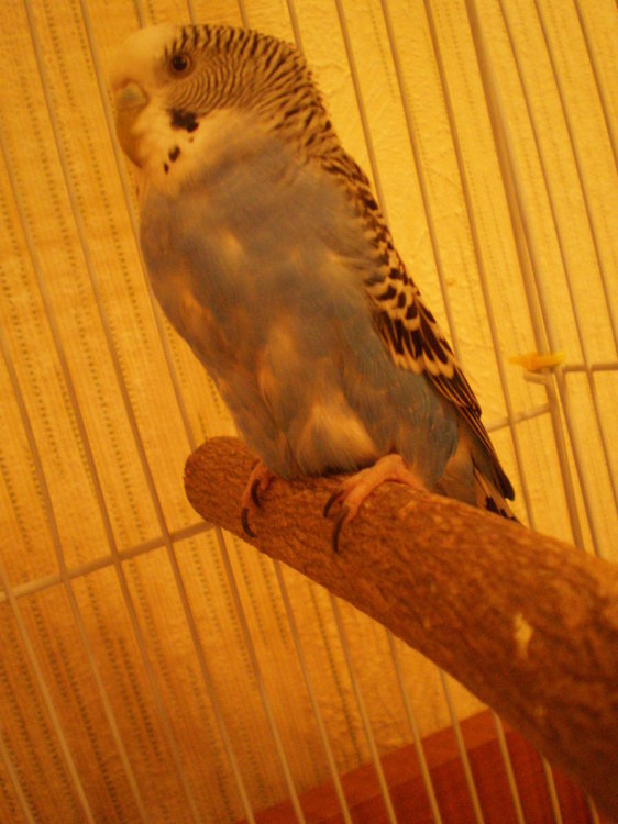 PC142620.thumb.JPG.e49eb5e43d29b3a9e7868df95d0741ac.JPG