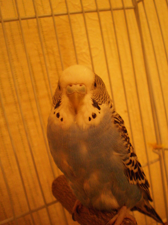 PC142622.thumb.JPG.20dd90e5c370e3431f0da0776975ece1.JPG