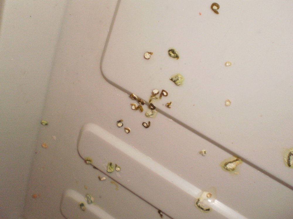 PC142632.thumb.JPG.479a983cf6916e716d329aca2ed50e3f.JPG