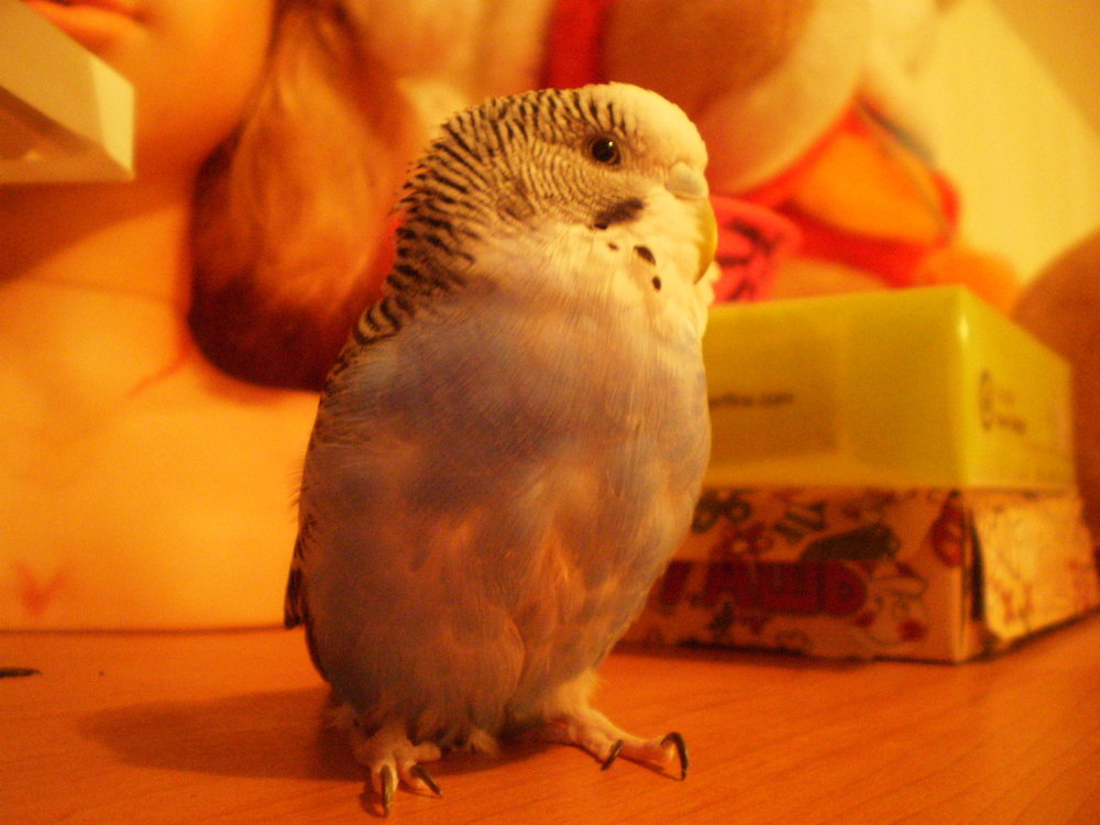 PC142647.thumb.JPG.e7fbf69229075d4ddd681d0c8b9cbdcd.JPG