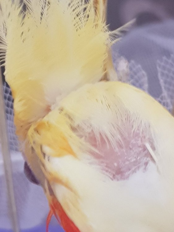 20180121_155035.jpg