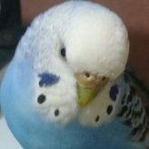 Dianchik