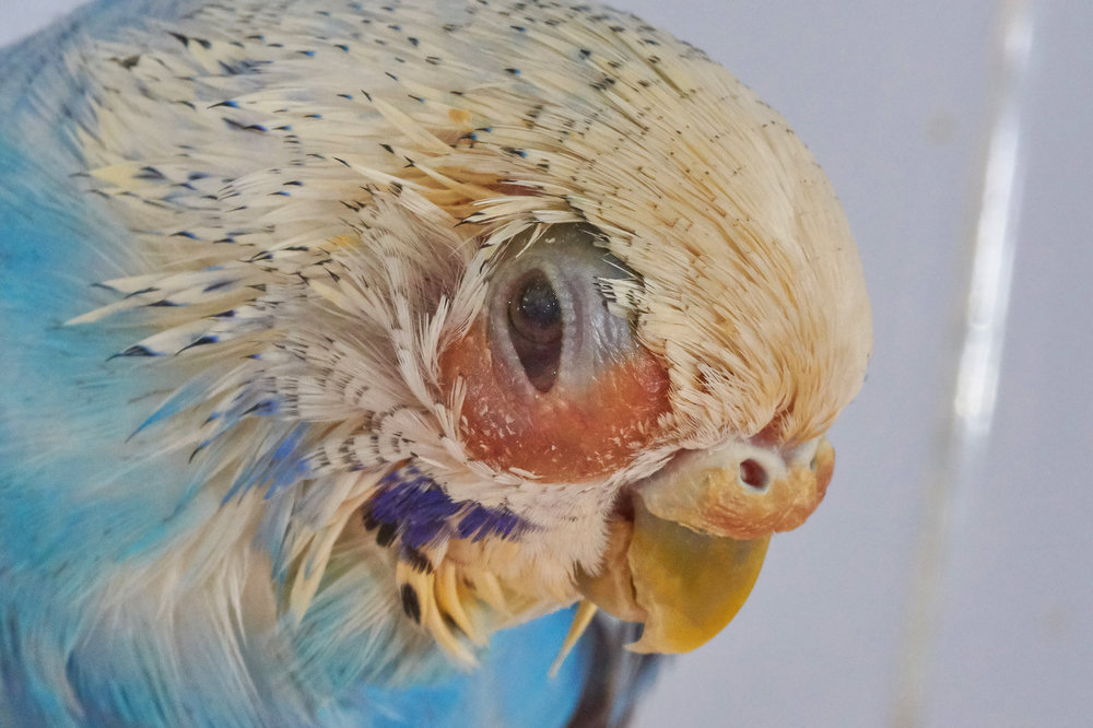 parrot eye.jpg