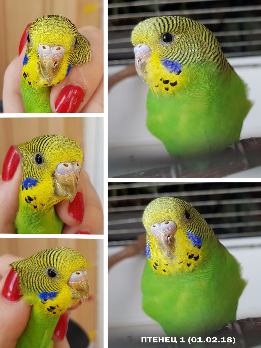 Как отличить попугаев