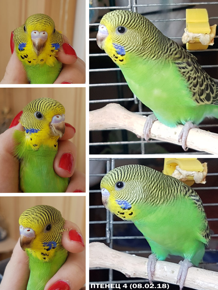 Как отличить попугаев