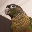 CarrotParrot