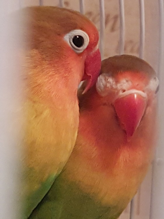 20180403_205115.jpg