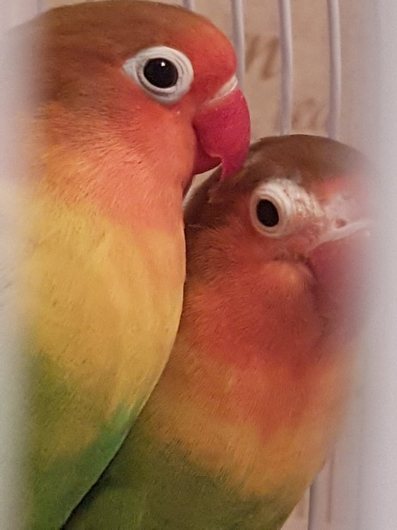 20180403_205117.jpg