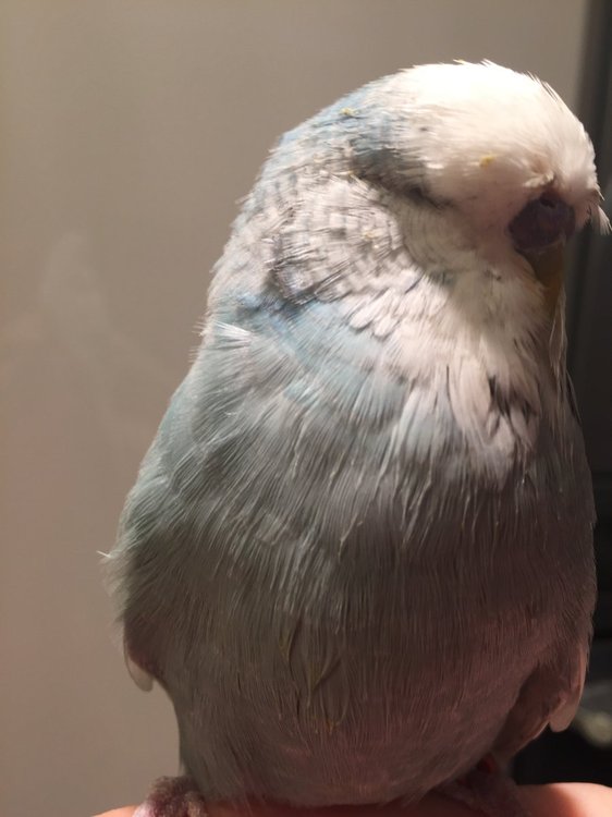 image.jpeg