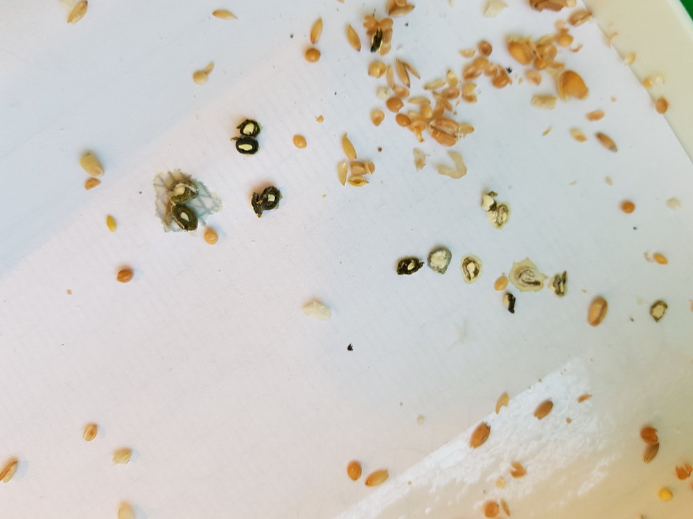 20180509_083807.jpg