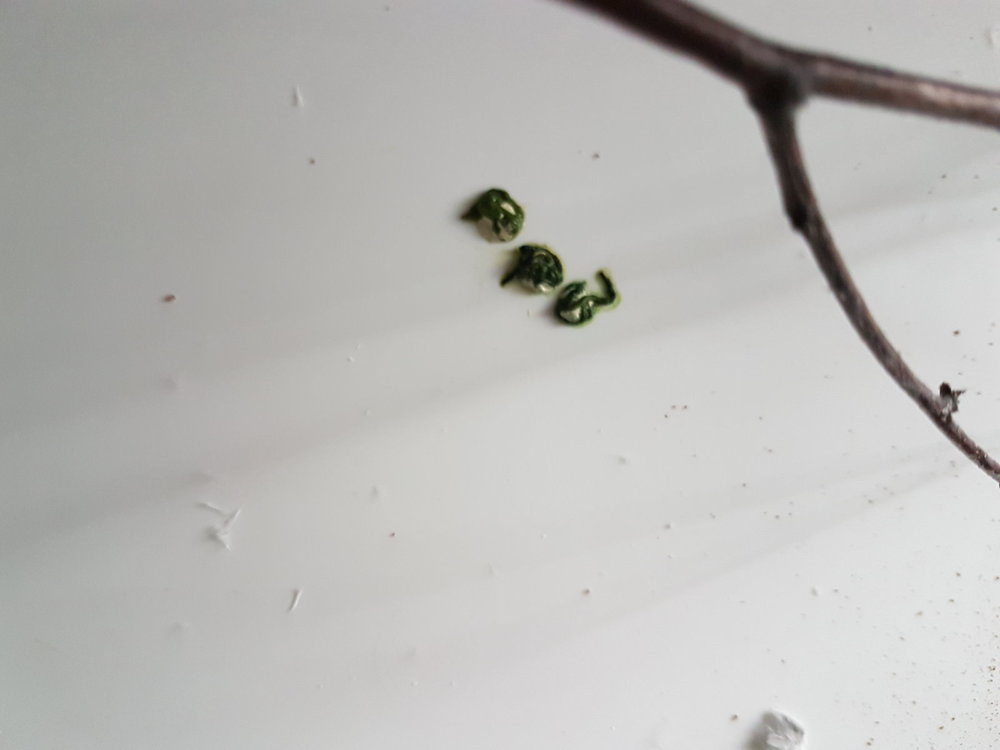 20180519_084752.jpg