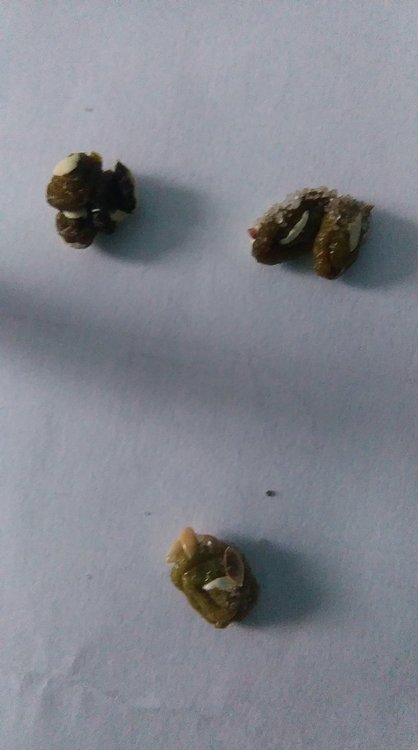 IMAG0238.jpg