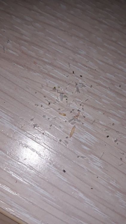 IMG-20180509-WA0005.jpg