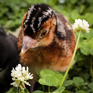 curassow_chick_-_2018_-_kelsey_white_web-2.jpg.37c485c2988edc42d9b34a1a551764e8.jpg