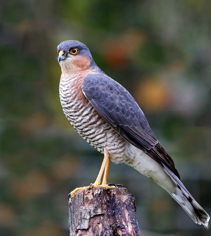 ________Sparrow Hawk.jpg