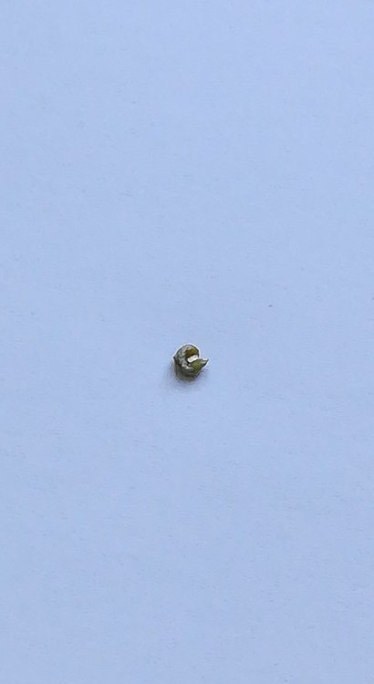 IMG_20180627_090012.jpg