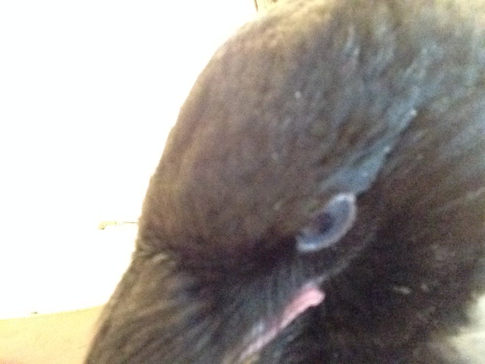 image.jpeg