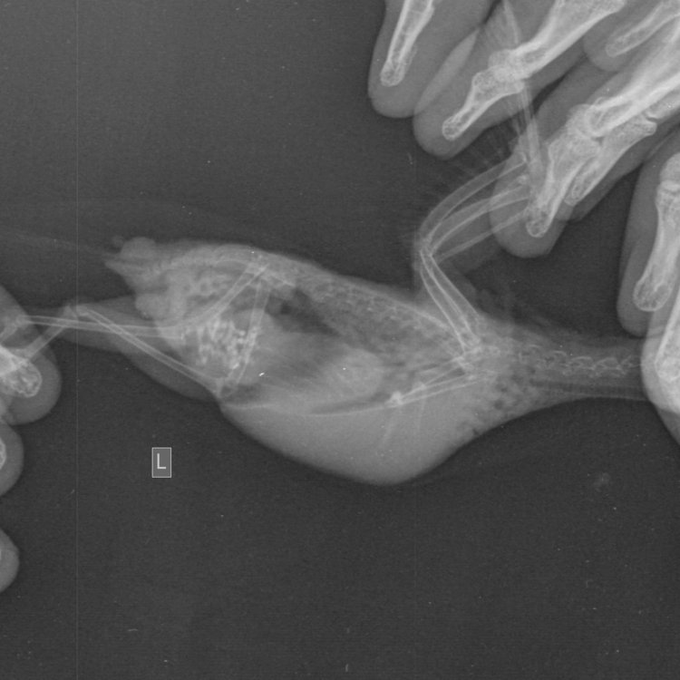 Мягкие ткани Мелкий _ 10 kg-Груд. клетка  LAT-07.07.2018-13_00_35-591.JPEG