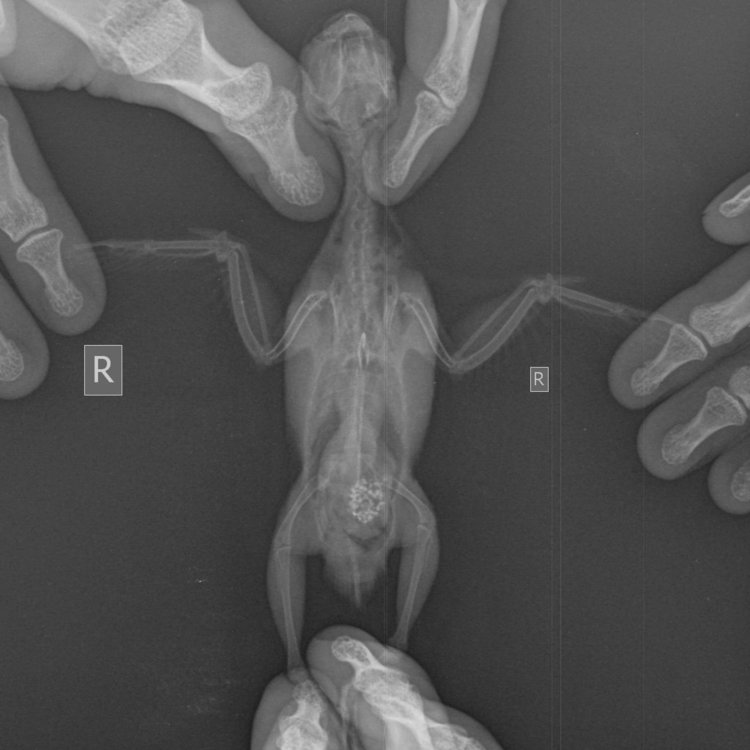Мягкие ткани Мелкий _ 10 kg-Груд. клетка  LAT-07.07.2018-12_57_50-762.JPEG
