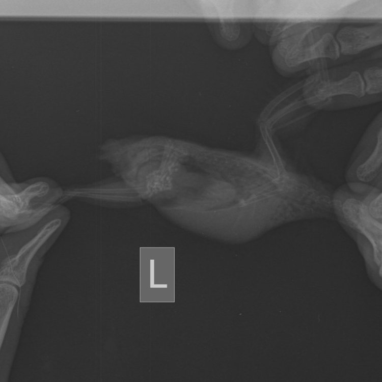 Мягкие ткани Мелкий _ 10 kg-Груд. клетка  LAT-07.07.2018-13_00_34-718.JPEG