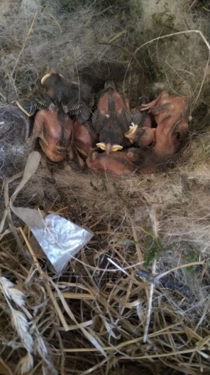 IMG-20180703-WA0013.jpeg