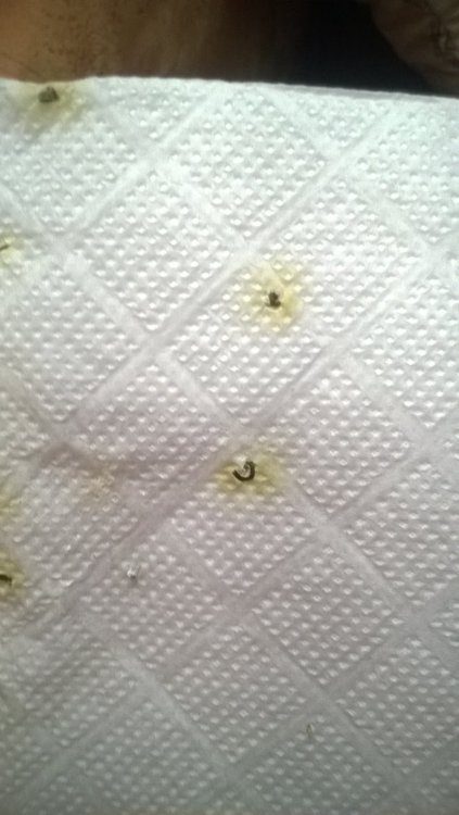 WP_20180702_004.jpg