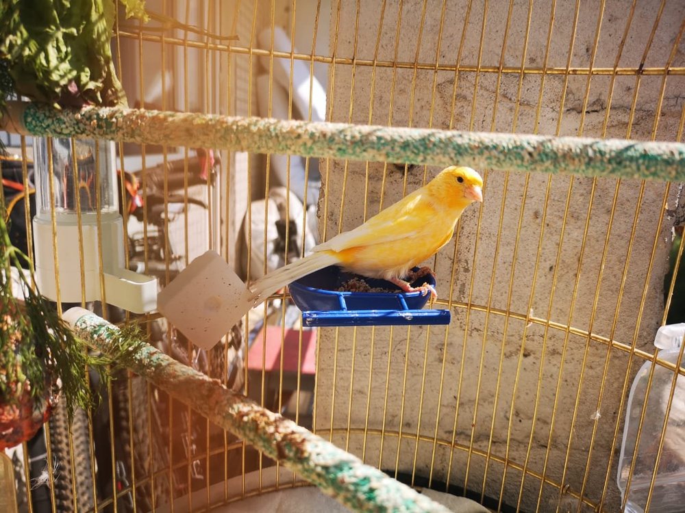 1002901549_WhatsAppImage2018-08-03at12_53.03(2).thumb.jpeg.a5dd44bb655814b6349ca85f332a35f7.jpeg