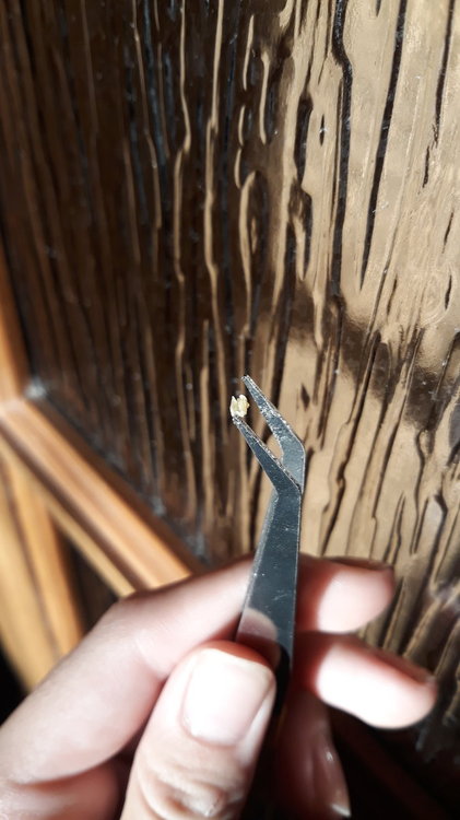 20180819_184533.thumb.jpg.9b6955ba1c00e5093d86ef91e42bc63b.jpg