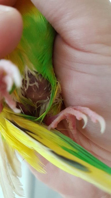 Unknown-2.thumb.jpeg.8a8ee016fff81c085649f1208ed7846f.jpeg