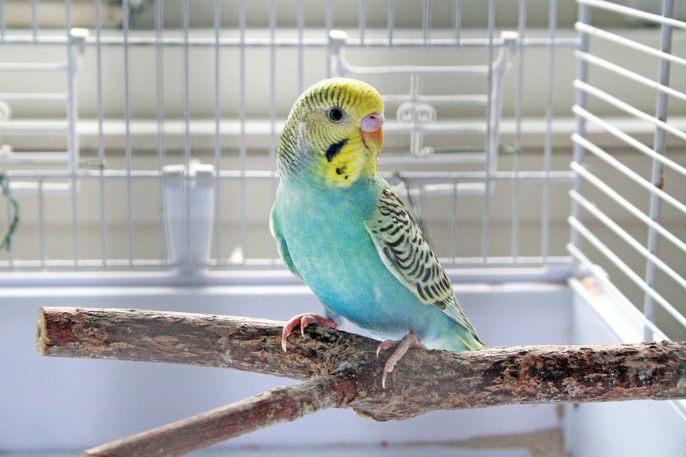 budgie-in-cage.jpg