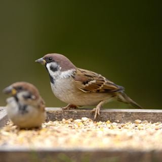 1040819-tree-sparrow.jpg.9aaf3285bdadb0eaf25b7e0f8b1b01fb.jpg