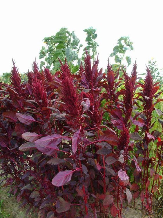 amaranthus3.jpg