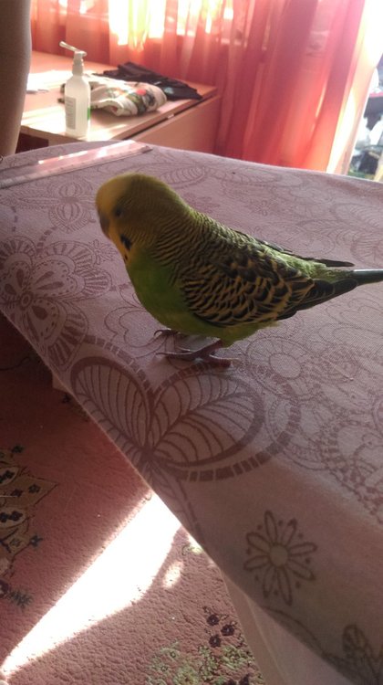 IMAG0282.jpg